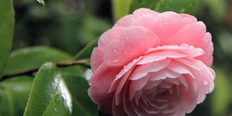 山茶花的寓意|山茶花：花语、象征与寓意的深度解读